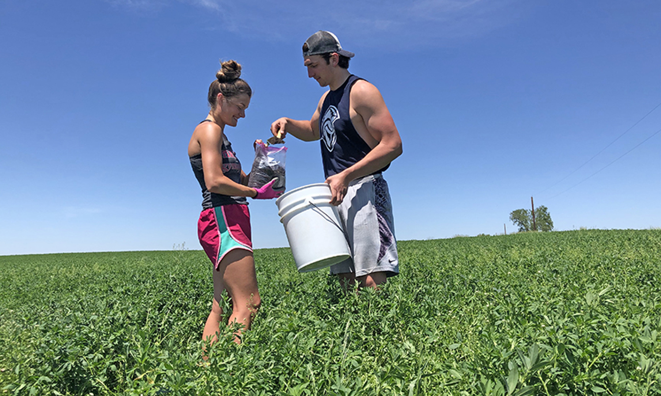 Jenni Giles and Conner Tordsen collect soil samples in a farmer’s field as part of research on alfalfa disease.