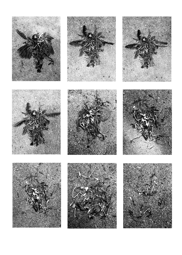 Thomas Jones photo timeline of decomposing bird