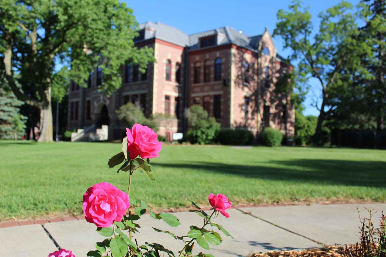 Rose garden on DSU's campus