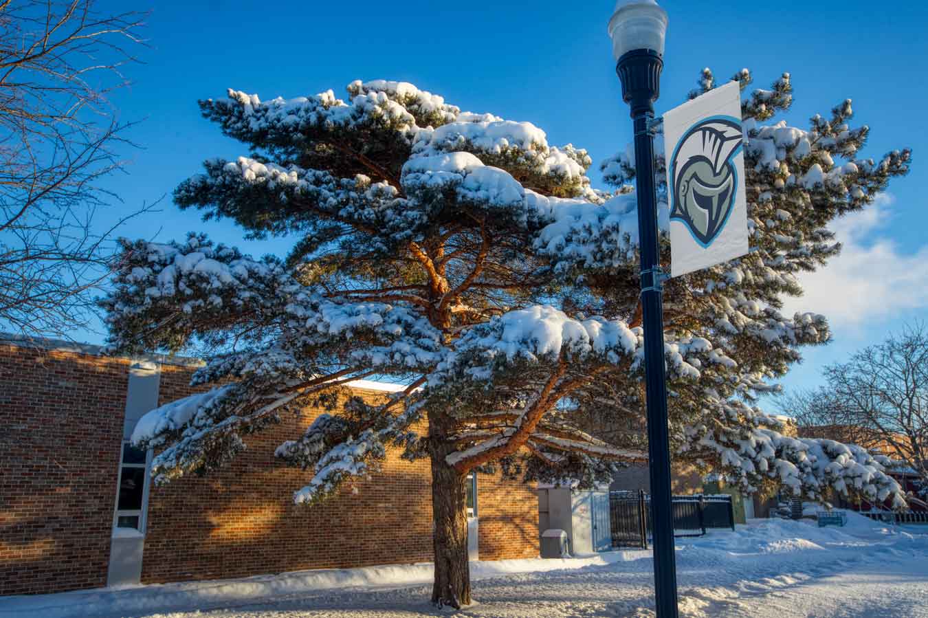 Winter on campus, snow laden evergreen tree