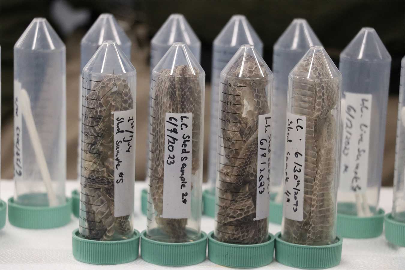 Snakeskin samples collected by DSU student Adam Peak for research.