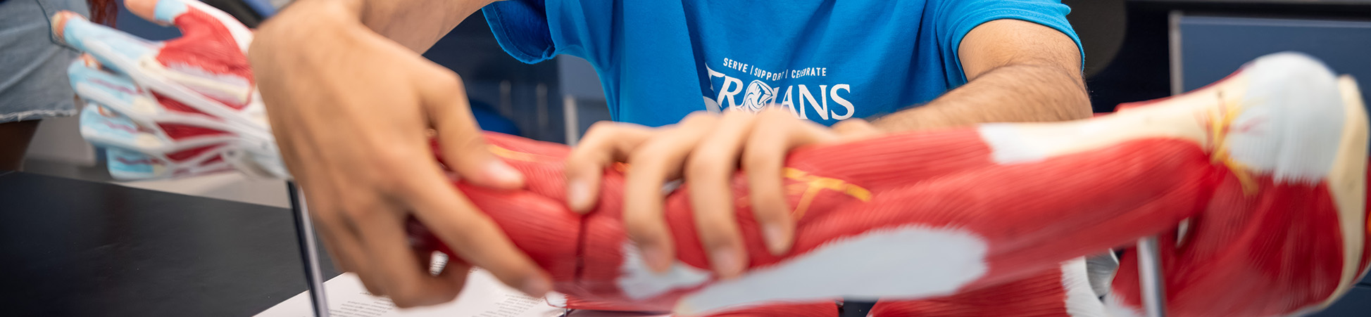 Fitness management student examening a model depicting the muscles in a human arm.