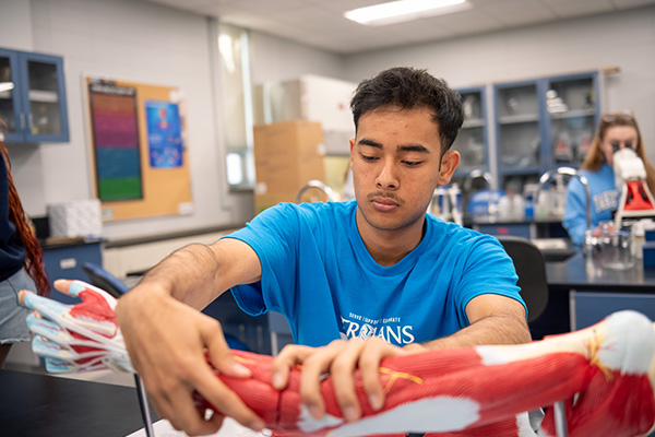 Fitness management student examining a model human arm with muscles.